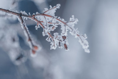 Frozen plants