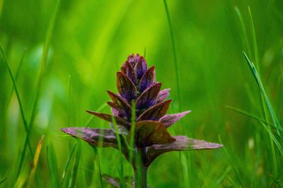 Close-up of flowering plant on land