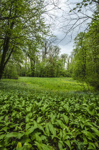 Scenic view of trees growing on field against sky