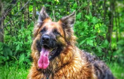 Close-up of dog