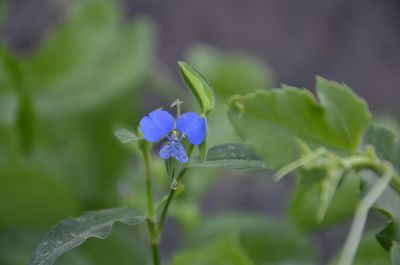 Close-up of flower blooming outdoors