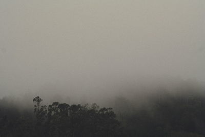 Trees in forest against sky