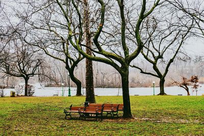 Trees at seaside