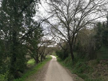 Dirt road along trees in forest