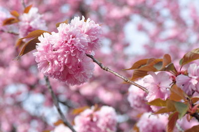 Close-up of pink cherry blossom