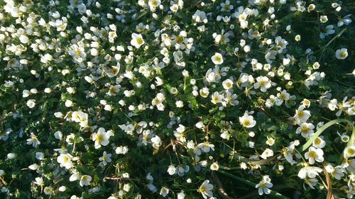 Close-up of white daisy flowers