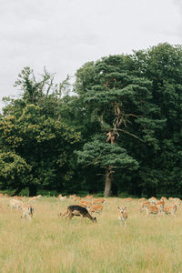 Sheep grazing on field