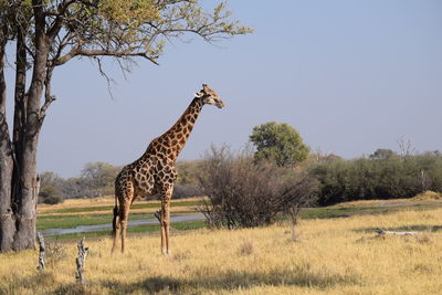 View of giraffe on field against sky