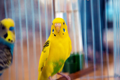 Close-up of parrot perching in cage