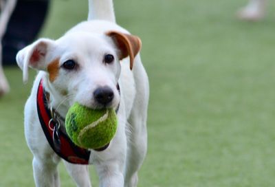 Close-up portrait of dog carrying tennis ball in mouth on grassy field