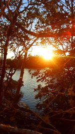 Trees by lake in forest during sunset