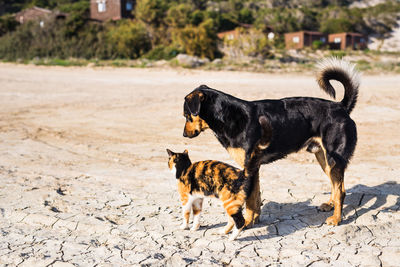 Black dog lying on a land