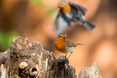 Close-up of robin perching on wood