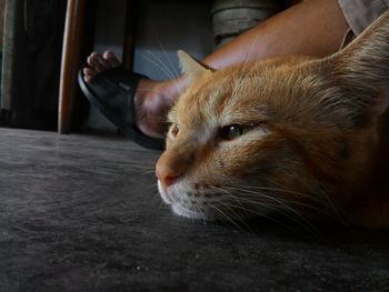 Close-up of cat sitting