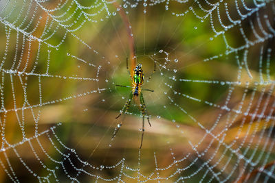 Close-up of spider on web