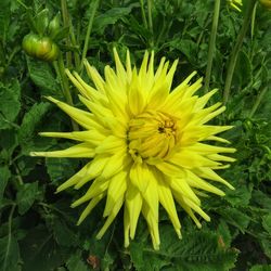 Close-up of yellow flower blooming outdoors