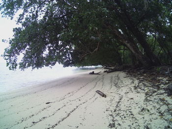 View of birds on beach