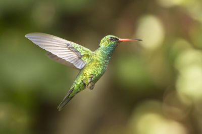 Close-up of a bird flying