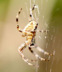 Close-up of spider on web