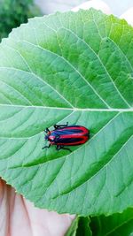 High angle view of insect on leaf