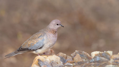 Close-up of bird perching on rock