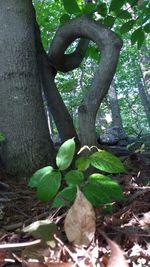 Trees growing in forest