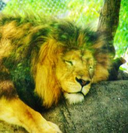 Close-up of cat lying down