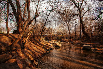 Bare trees in forest