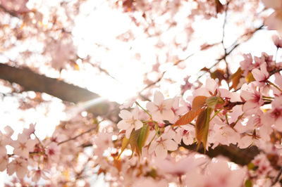 Low angle view of cherry blossom tree