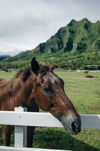 Horse standing on field