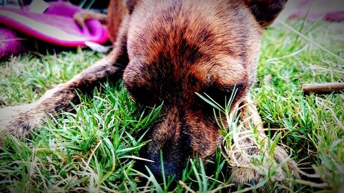 Close-up of dog in grassy field