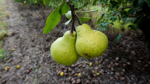 Close-up of pear on tree