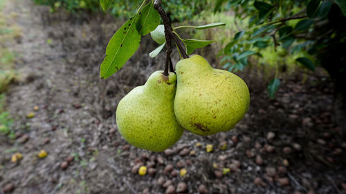 Close-up of lemon on tree