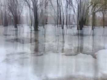 Reflection of trees in snow