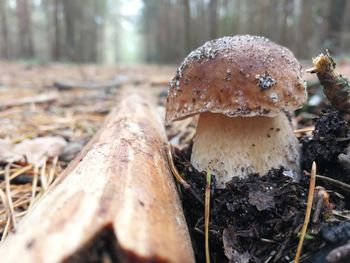 Close-up of mushroom growing on field