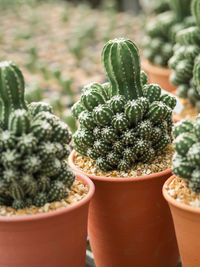 Close-up of potted plant