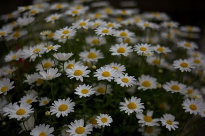 Close-up of white daisy flowers