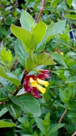 Close-up of red flowers blooming outdoors