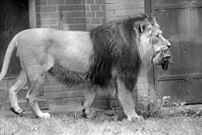 Majestic lion carrying meat by brick wall at chester zoo