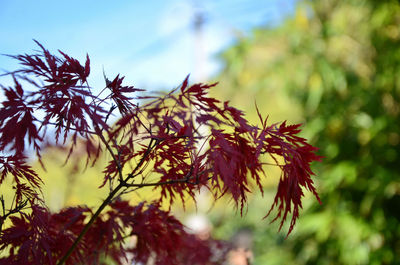 Low angle view of maple leaves on tree