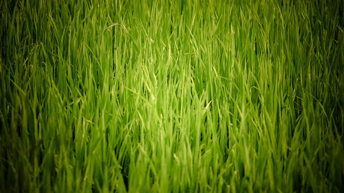 Full frame shot of crops on field