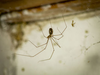 Close-up of spider