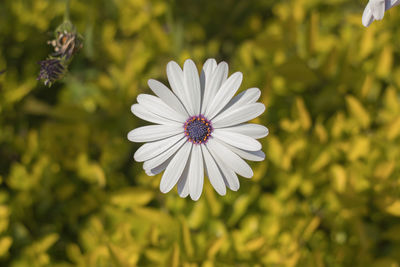 Close-up of white daisy