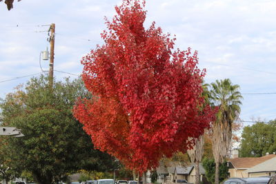 Trees in autumn against sky