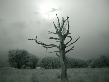 Bare tree against storm clouds