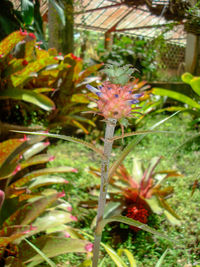 Close-up of purple flowering plant