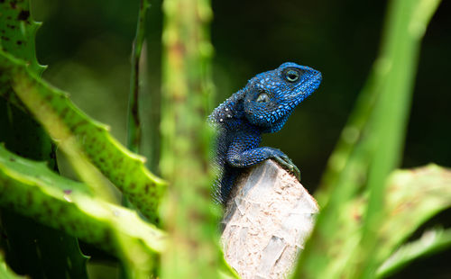 Close-up of lizard on tree