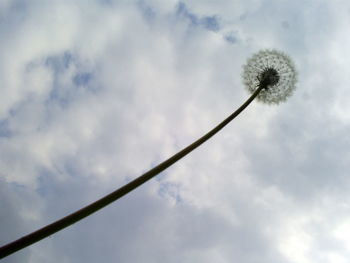 Low angle view of flowers against cloudy sky