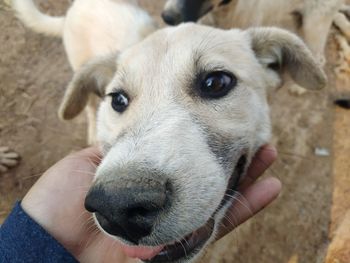 Close-up portrait of dog