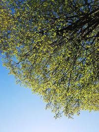 Low angle view of tree branch against blue sky